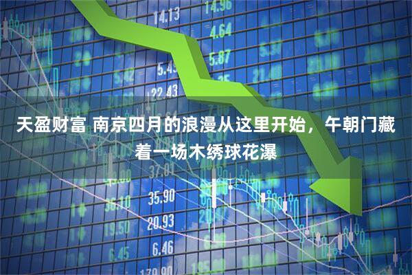 天盈财富 南京四月的浪漫从这里开始，午朝门藏着一场木绣球花瀑